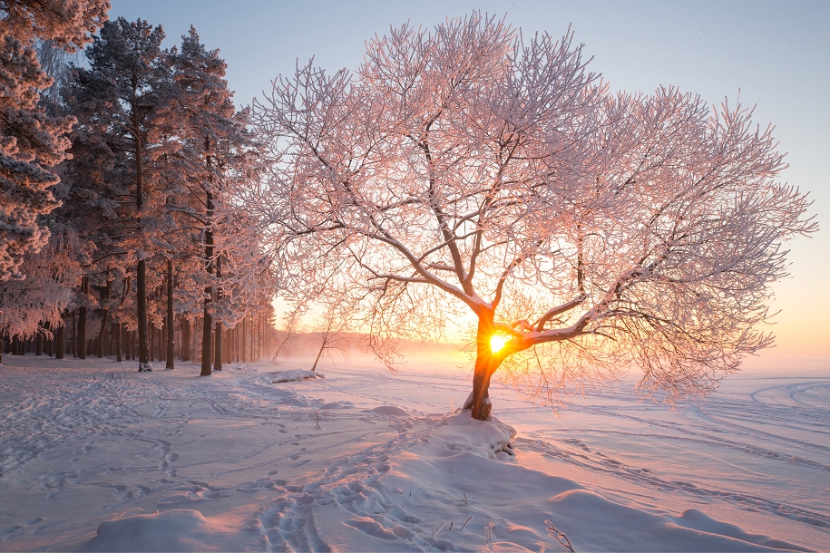 Sonnenuntergang mit Schnee bedecktem Baum im Vordergrund